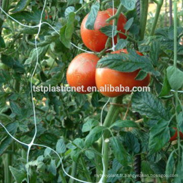 Filet de treillis de tomate (stabilisé aux UV)